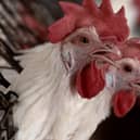 A strain of bird flu has been discovered at a commercial poultry farm near Mablethorpe. (PHOTO BY: Ulises Ruiz/Getty Images)