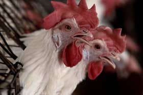 A strain of bird flu has been discovered at a commercial poultry farm near Mablethorpe. (PHOTO BY: Ulises Ruiz/Getty Images)