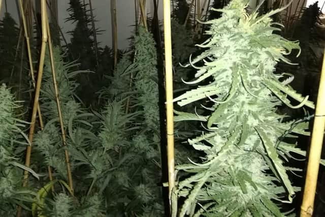 560 cannabis plants were discovered
