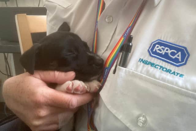 An abandoned puppy being cared for by the RSPCA. Stock image.
