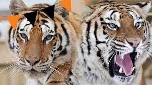 Lincolnshire Wildlife Park Mystery Walk. presents a spooky surprise walk around the park this Halloween half term! What will you discover within the mystery boxes as you enjoy your day out? Available at the venue on Dickon Hill Road, Friskney, on Sat 28th, Sun 29th, Mon 30th and Tues 31st October