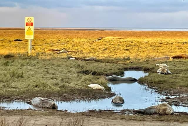Seals at Donna Nook. Photo: Landmarc 2023