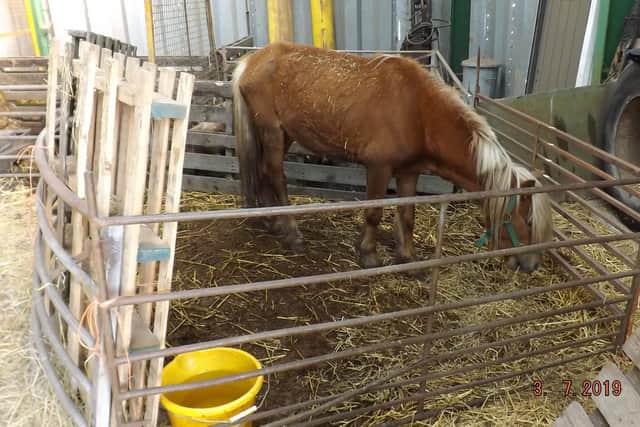 Davina Leedham has been convicted of two counts of causing unnecessary suffering to a total of 13 horses. Photo: RSPCA