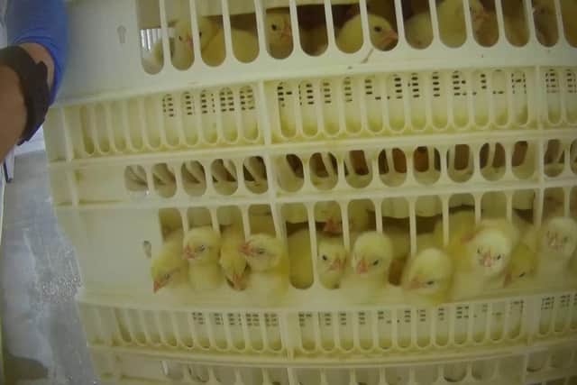A snapshot of chicks in crates at Annyalla Chicks.