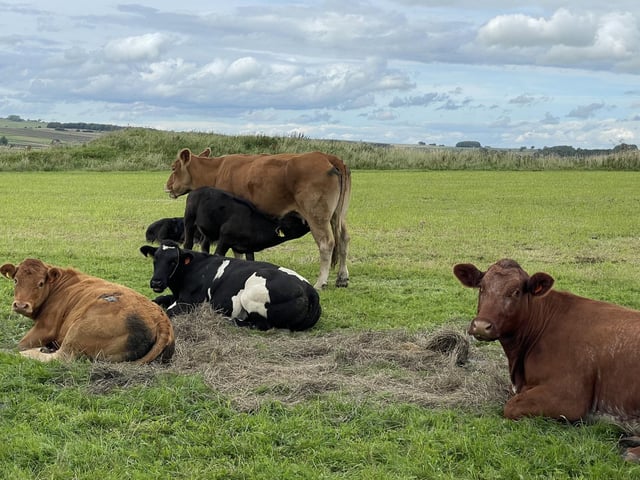 Jude Bridgestock spotted these bovine pals taking it nice and easy.