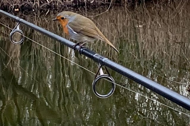 ​Another fine robin photo, this time taken by Corey Mullen, aged 16, while fishing at Hallcroft Fisheries.