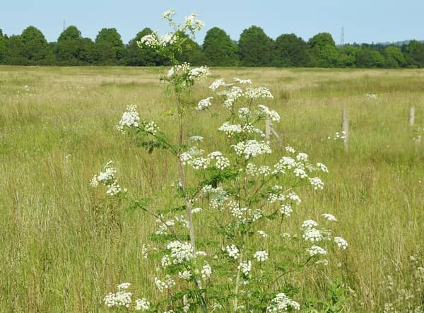 Hemlock taken by Prof Ian Rotherham.