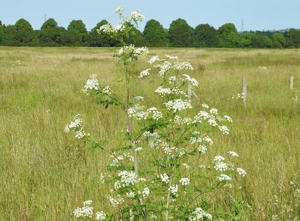 Hemlock taken by Prof Ian Rotherham.
