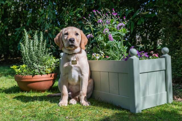 Guide dog puppies explore and play amongst dog-friendly flowers and herbs as part of a campaign by the charity encouraging dog owners to create safe and enriching gardens for their pets. This spring, Guide Dogs is offering expert advice on creating sensory outdoor spaces with pet-friendly plants, foraging areas and dedicated digging zones to provide dogs with beneficial mental stimulation.