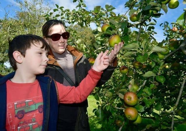 Exploring the orchard are Jenny Harrison and George Harrison, 8, of Louth