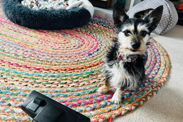 Jay Gurden is offering this advice to help Lincolnshire dog owners - Animal News Agency