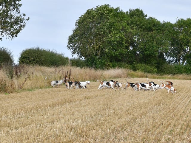 Hounds burst across a stubble field.