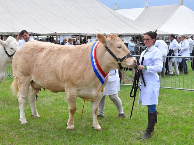 Livestock judging
