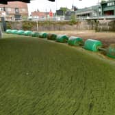 The duckweed and azolla weed spreads across the surface of the River Witham in Boston each summer.