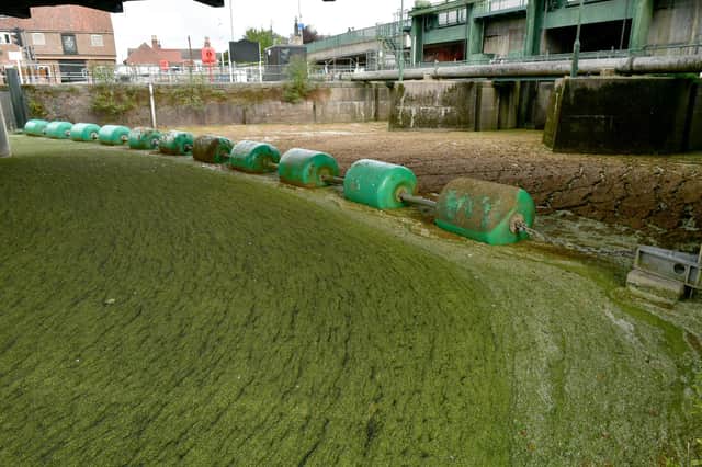 The duckweed and azolla weed spreads across the surface of the River Witham in Boston each summer.