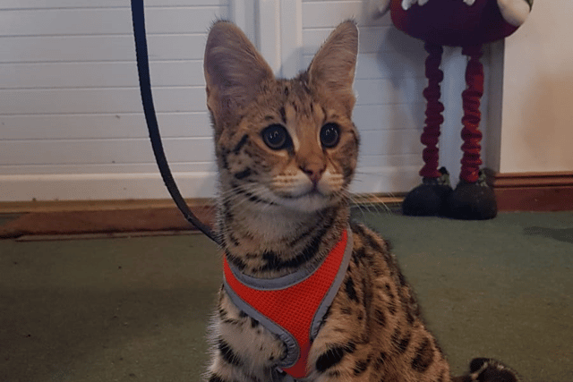 Flerken, the F1 Savannah cat seized by UK authorities after being illegally brought into the country from Russia.