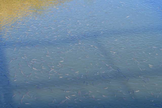 Thousands of dying fish, floating on the surface of the South Forty Foot Drain.