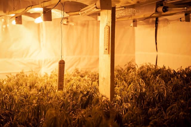Just part of the vast cannabis farm discovered at Hubberts Bridge. Photo: Lincs Police