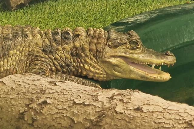 Rudolph, the caiman, who was found in a bath tub.