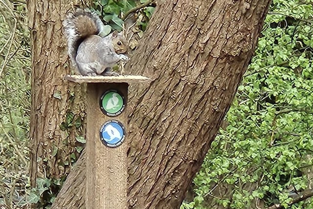This charming squirrel shot was taken and sent in by regular contributor Janet Hughes.