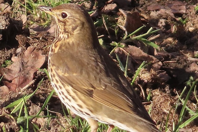 David Hodgkinson was in the right place at the right time to snap this fine shot of a song thrush at Eastwood.