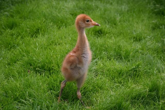 A Common Crane chick. Photo: RSPB