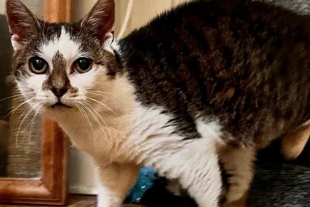 Daisy is looking for a new home.