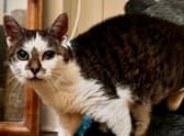 Daisy is looking for a new home.