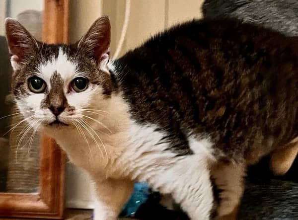 Daisy is looking for a new home.