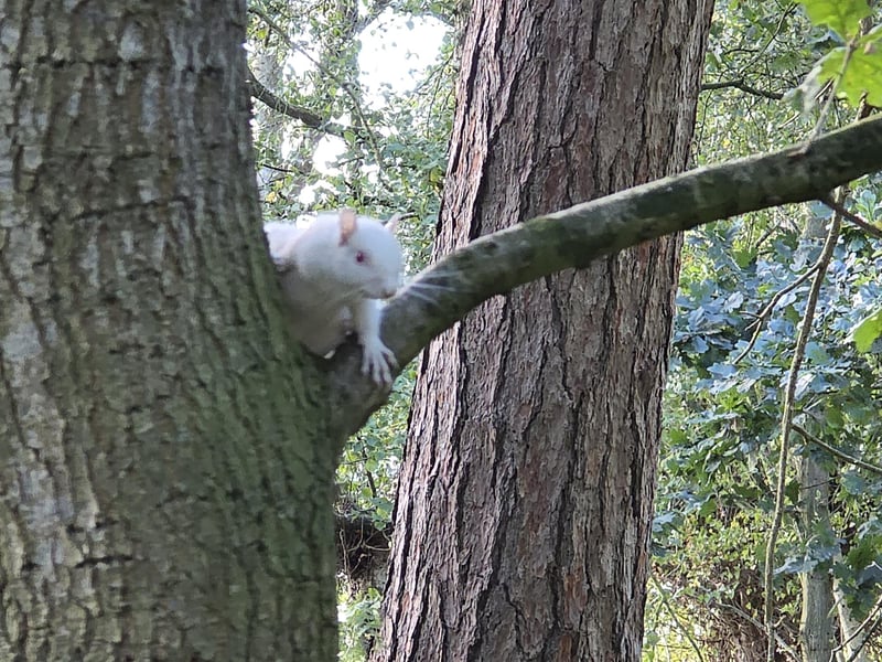 The red eyes distinguish the white squirrel as albino, rather than leucistic.