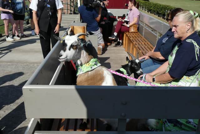 the goats in the ex-War Department Light Railway carriage. Photo by Chris Bates/LCLR