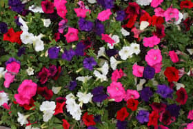 Red, white and blue are set to be the colour trends for 2023 gardens.