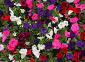 Red, white and blue are set to be the colour trends for 2023 gardens.