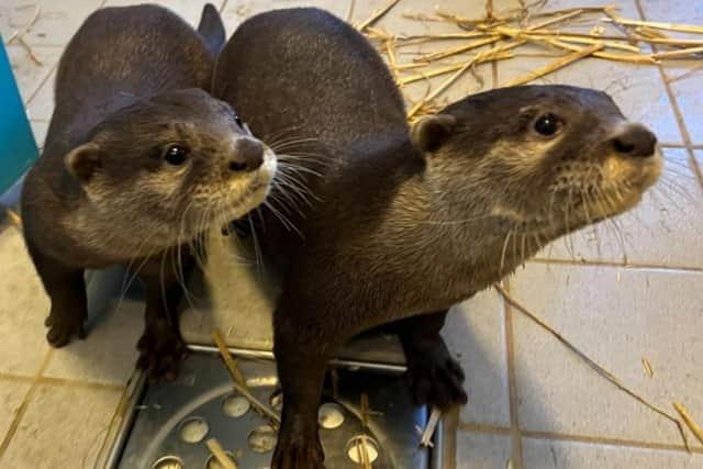 The rescued otters, Bronte and Indigo.