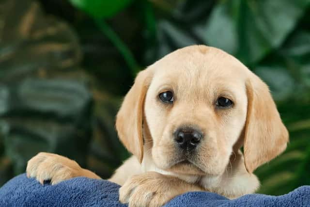 Staff and residents at Barrat Court are hoping to raise enough money to name a Guide Dog.