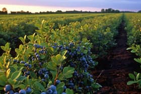 An automated blueberry harvesting project led by Eyre Trailers in Coningsby is just one of 12 succes