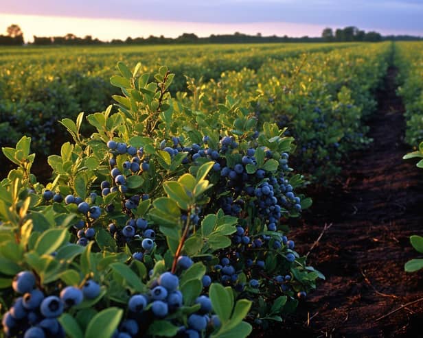 An automated blueberry harvesting project led by Eyre Trailers in Coningsby is just one of 12 succes