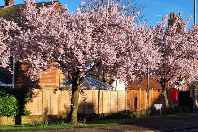 ​The cherry blossom is looking particularly striking in this lovely photo from Brinsley’s Andy Eyre.