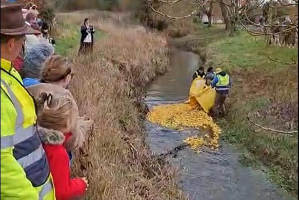 And they're off - the ducks are released into the River Rase. Photo: Ron Folgate