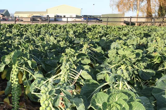 Sprouts at TH Clements. Library image