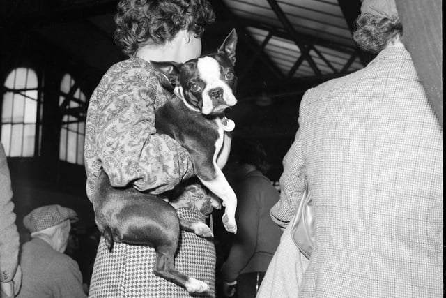 One of the competitors - a Boston Terrier - arrives at the Scottish Kennel Club All Breed Championships in Waverley Market Edinburgh in 1960.
