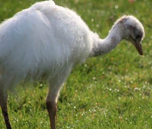 The 6ft white rhea called Barry White who went missing from East Kirkby.
