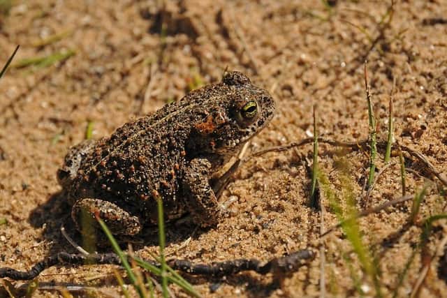 A Natterjack Toad. Photo: Natural England Peter Roworth.