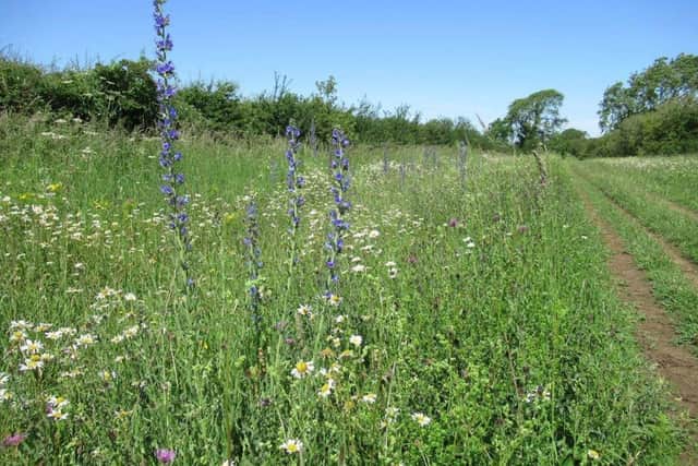 Wildflowers in the Drift. Photo: LCC