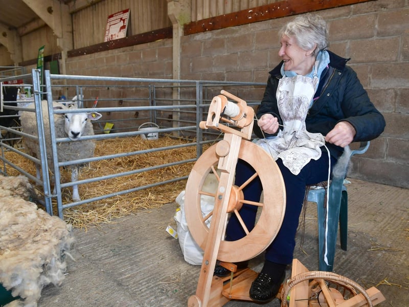 Paulline Johnson of Caister, spinning lincoln Long wool on the Lincoln Long Wools display, watched by Lulu the sheep
