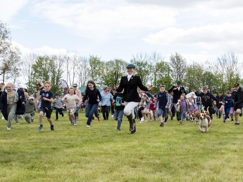 The East Lincs basset Hounds race. Photo: Holly Parkinson