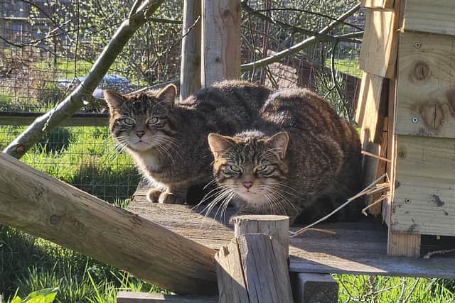 Scottish wildcats Isla and Moria, new residents at The Ark at Stickney.