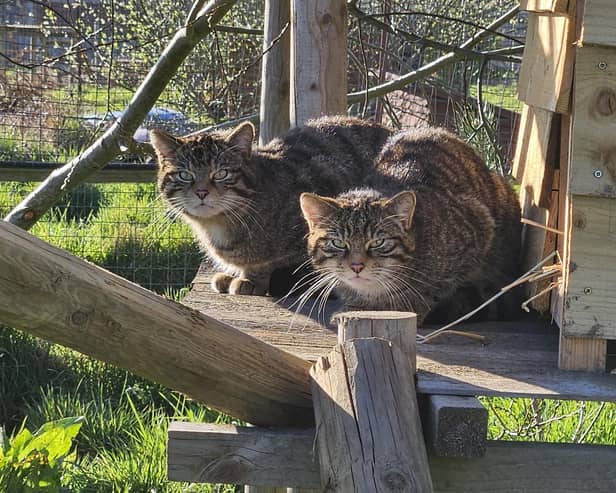 Scottish wildcats Isla and Moria, new residents at The Ark at Stickney.
