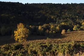 Trees are absorbing less CO2