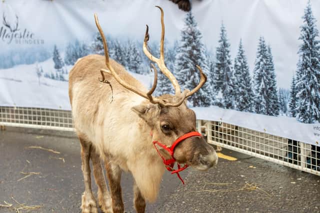 Santa's reindeer at Louth Big Christmas market.